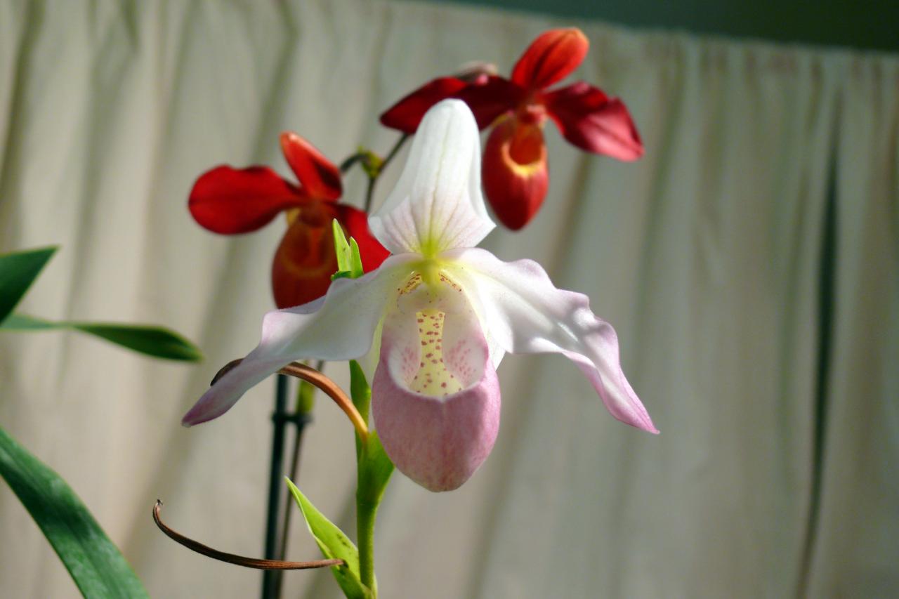 Urcel Fête de l'Orchidée 2014 (42)