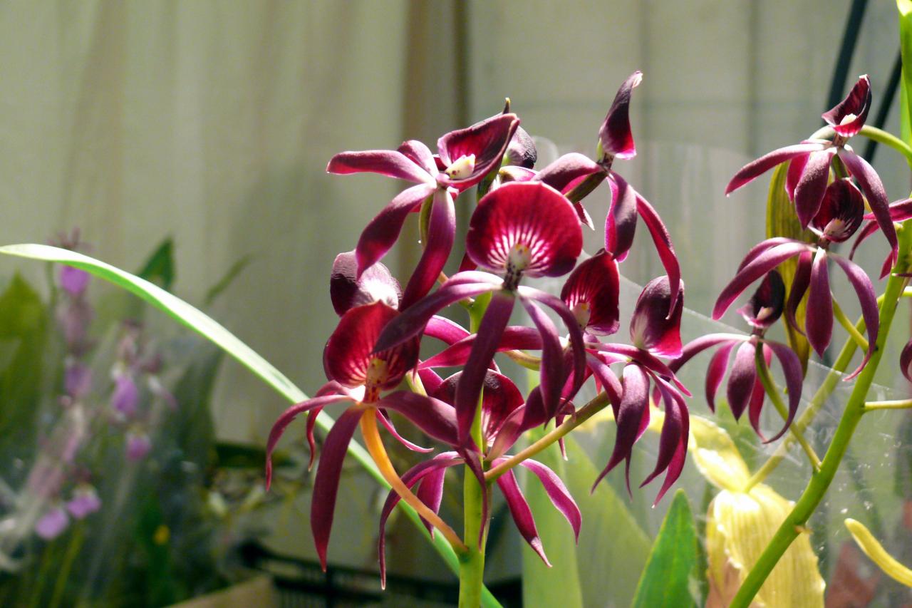 Urcel Fête de l'Orchidée 2014 (43)