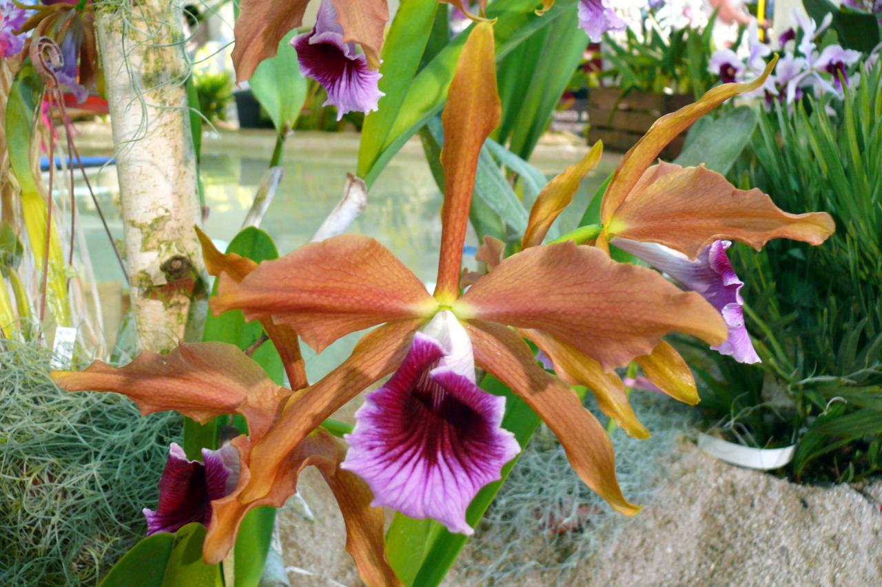 Urcel Fête de l'Orchidée 2014 (45)