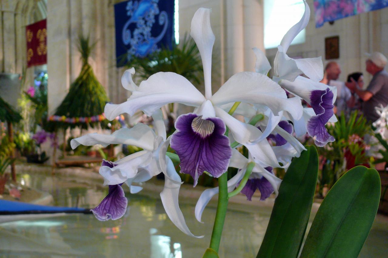 Urcel Fête de l'Orchidée 2014 (46)