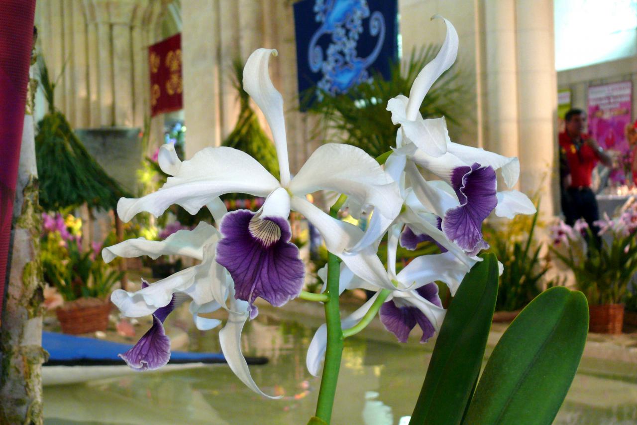 Urcel Fête de l'Orchidée 2014 (47)