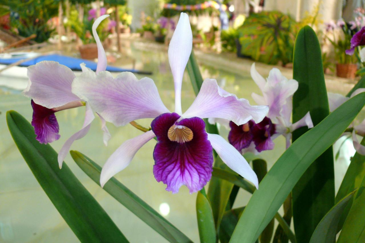 Urcel Fête de l'Orchidée 2014 (48)