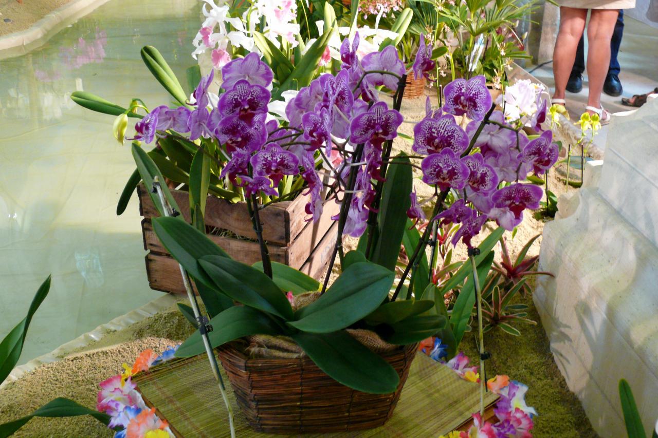 Urcel Fête de l'Orchidée 2014 (49)