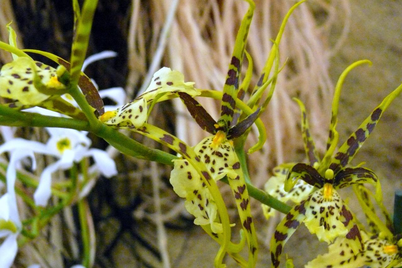 Urcel Fête de l'Orchidée 2014 (5)