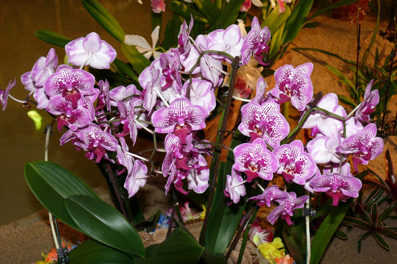 Urcel Fête de l'Orchidée 2014 (51)