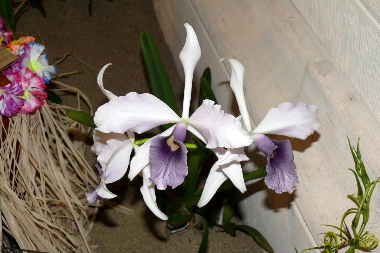 Urcel Fête de l'Orchidée 2014 (52)