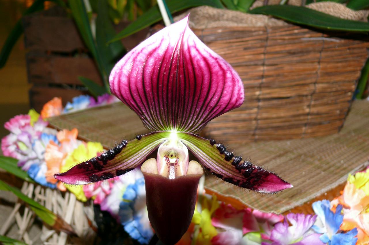 Urcel Fête de l'Orchidée 2014 (53)