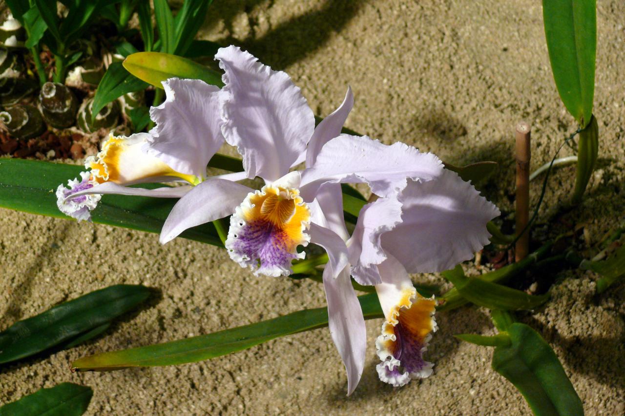 Urcel Fête de l'Orchidée 2014 (54)