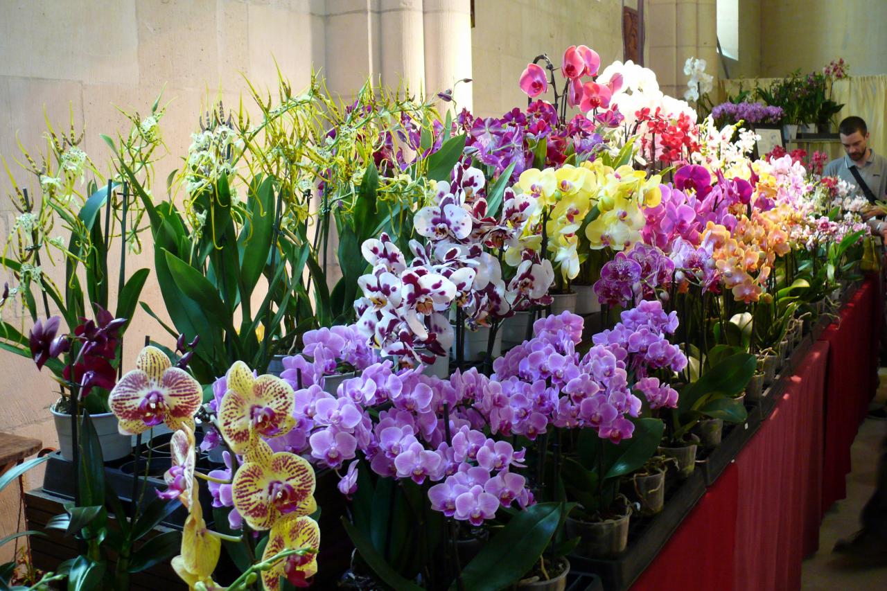 Urcel Fête de l'Orchidée 2014 (7)
