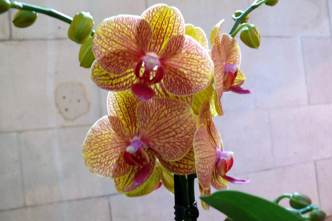 Urcel Fête de l'Orchidée 2014 (8)