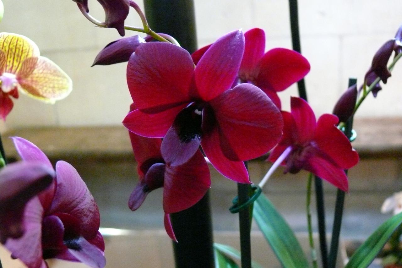 Urcel Fête de l'Orchidée 2014 (9)