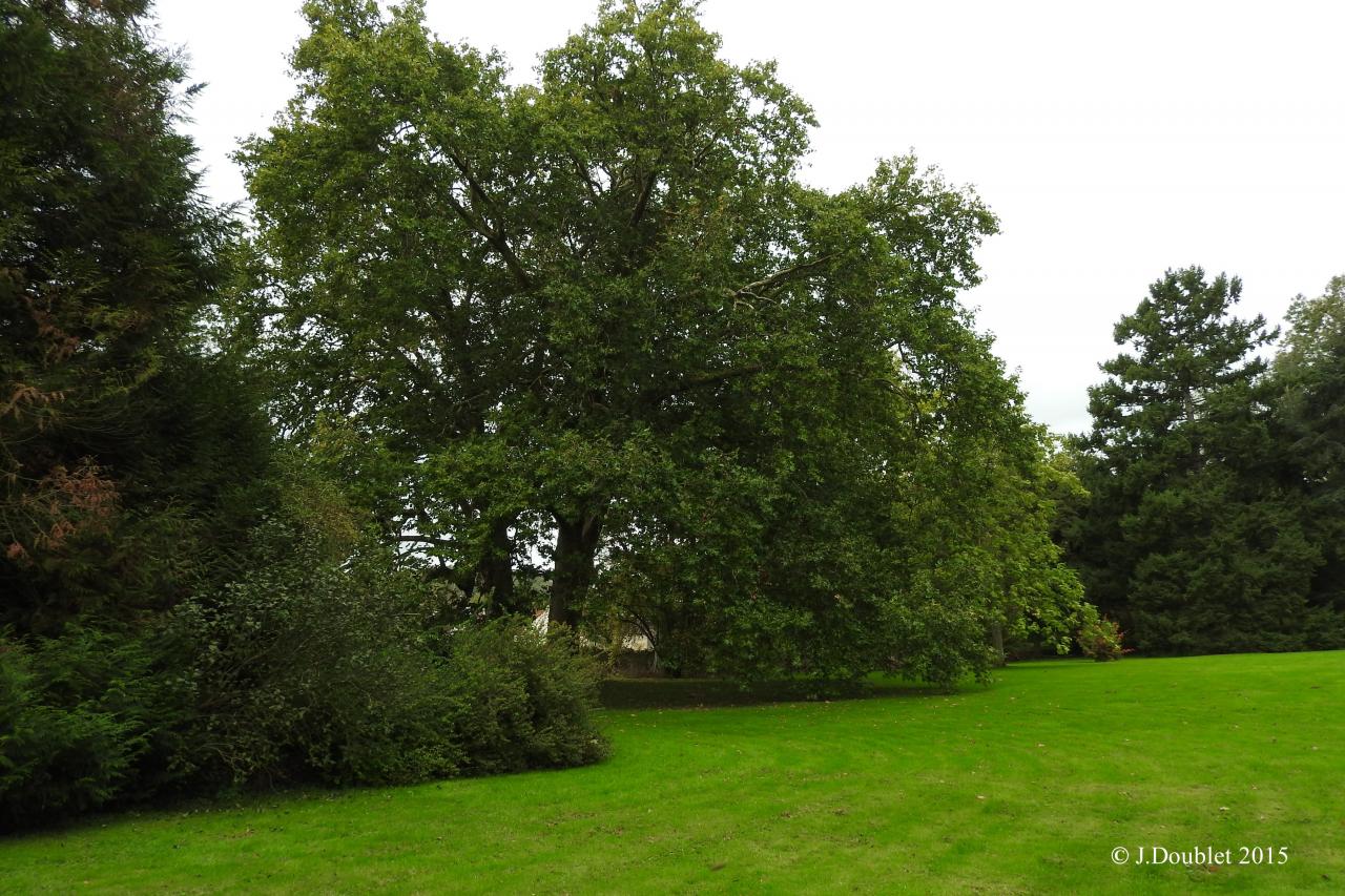 Villiers Saint-Denis 2015  La Renaissance (14)