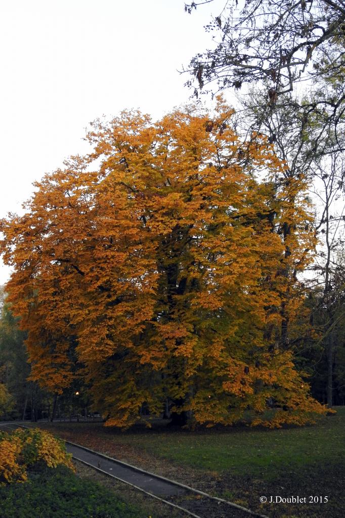 Villiers Saint-Denis 2015  La Renaissance (22)