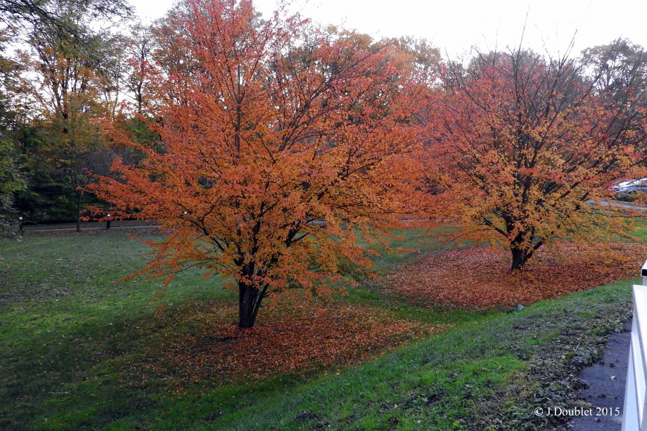 Villiers Saint-Denis 2015  La Renaissance (23)