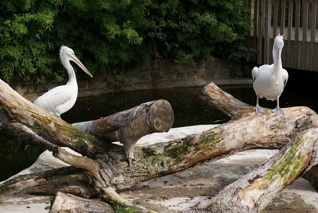 Zoo de Maubeuge 29 Août 2010 (12)