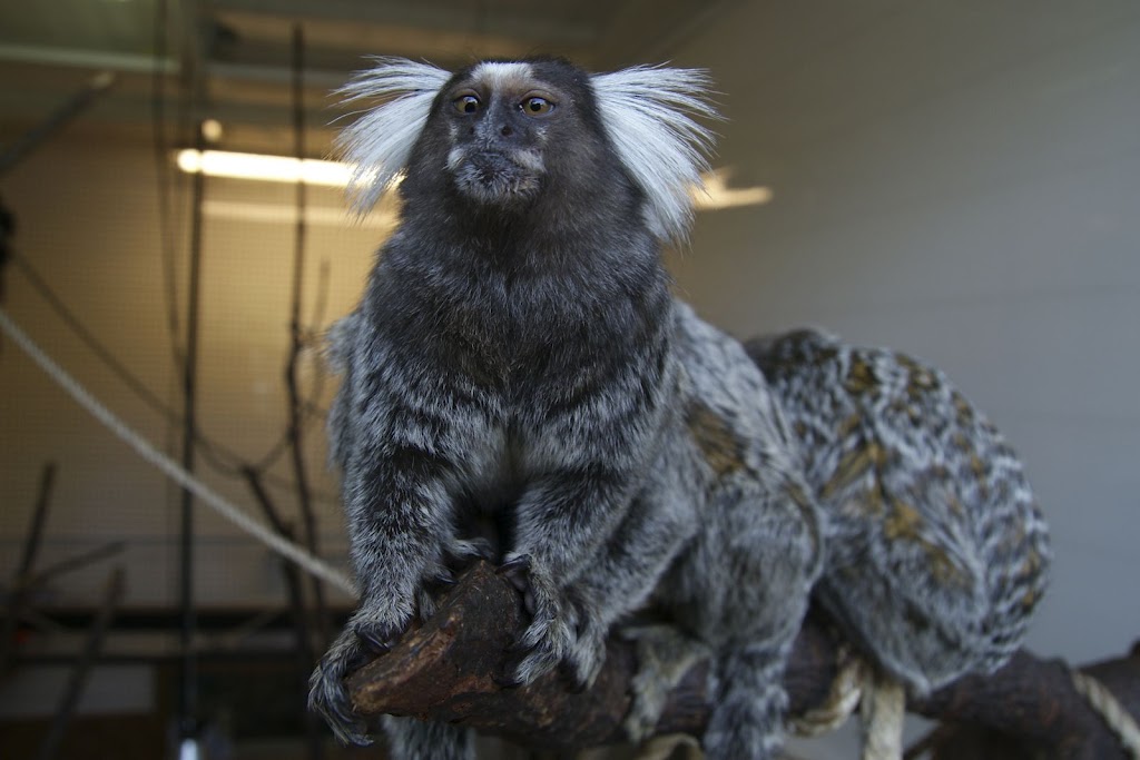 Zoo de Maubeuge 29 Août 2010 (16)