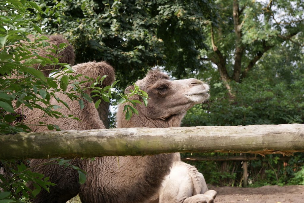 Zoo de Maubeuge 29 Août 2010 (17)