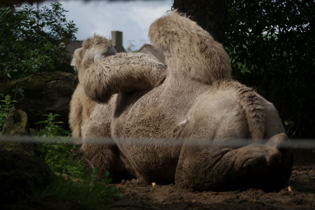 Zoo de Maubeuge 29 Août 2010 (18)