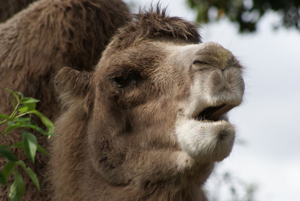 Zoo de Maubeuge 29 Août 2010 (19)