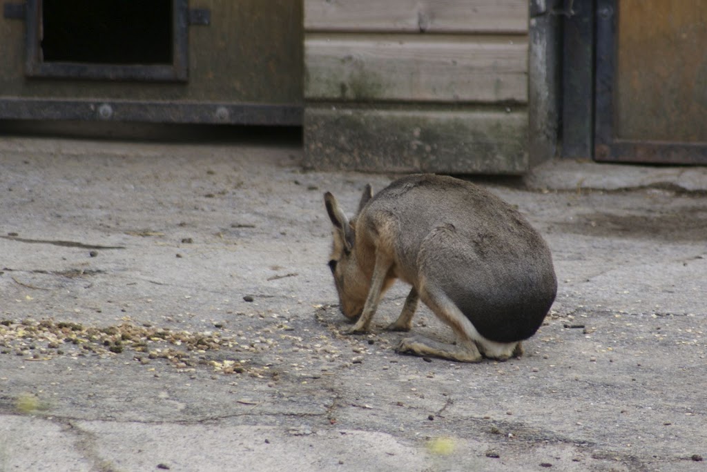 Zoo de Maubeuge 29 Août 2010 (20)