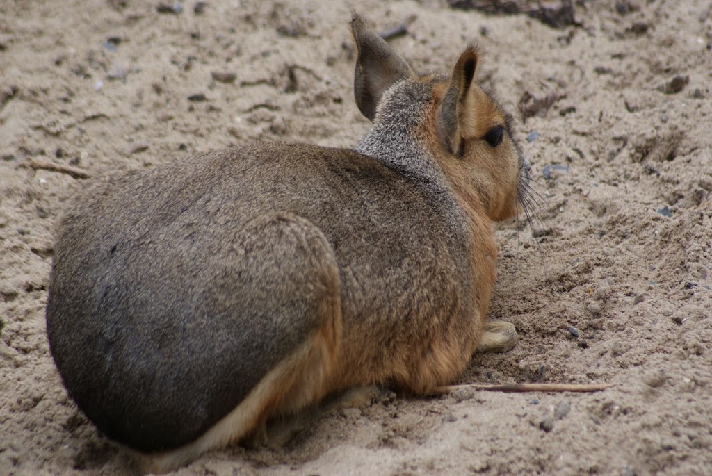 Zoo de Maubeuge 29 Août 2010 (21)