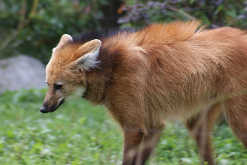 Zoo de Maubeuge 29 Août 2010 (22)