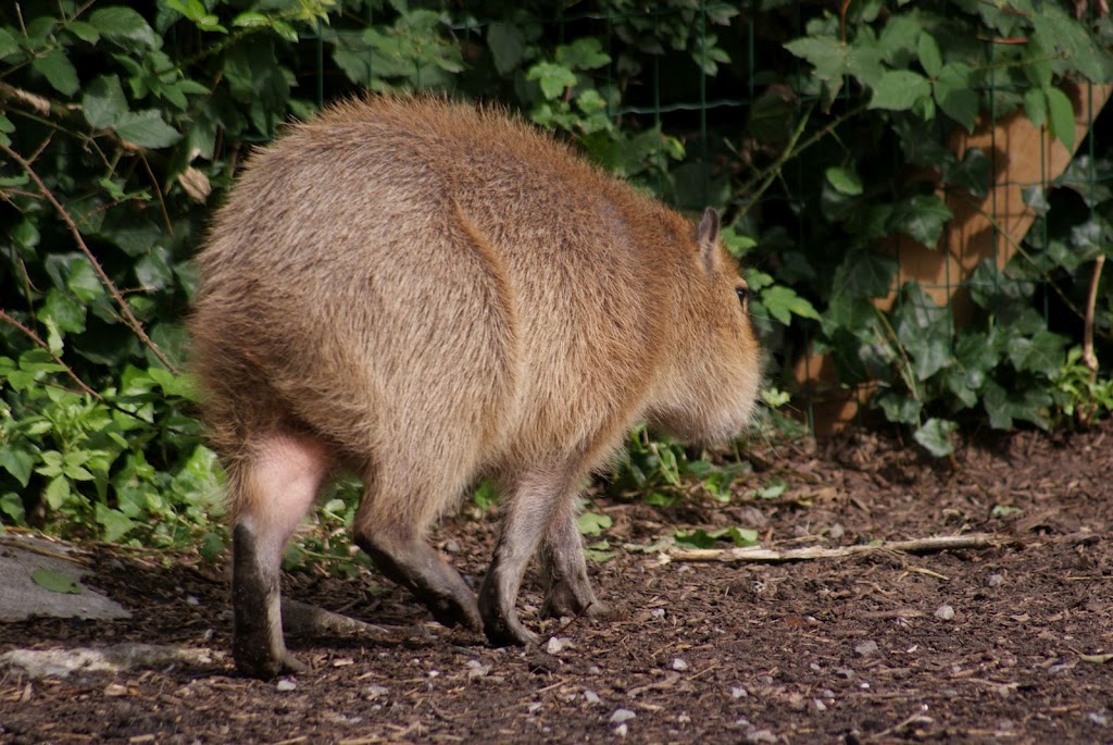 Zoo de Maubeuge 29 Août 2010 (23)