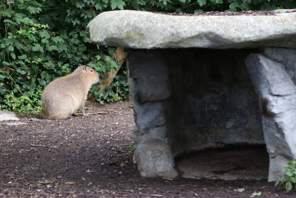 Zoo de Maubeuge 29 Août 2010 (24)