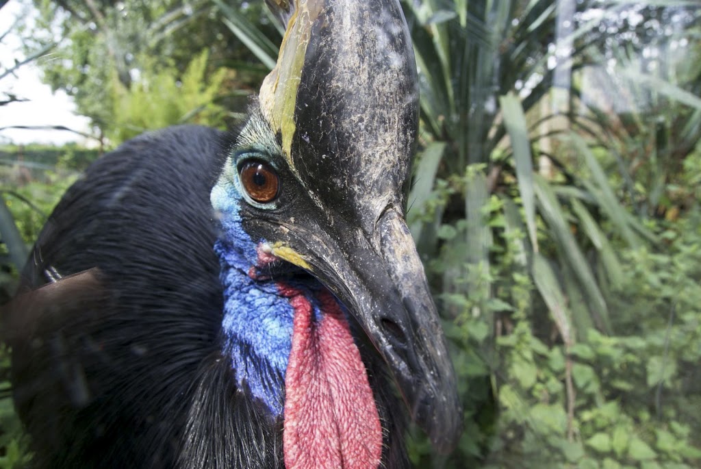 Zoo de Maubeuge 29 Août 2010 (25)