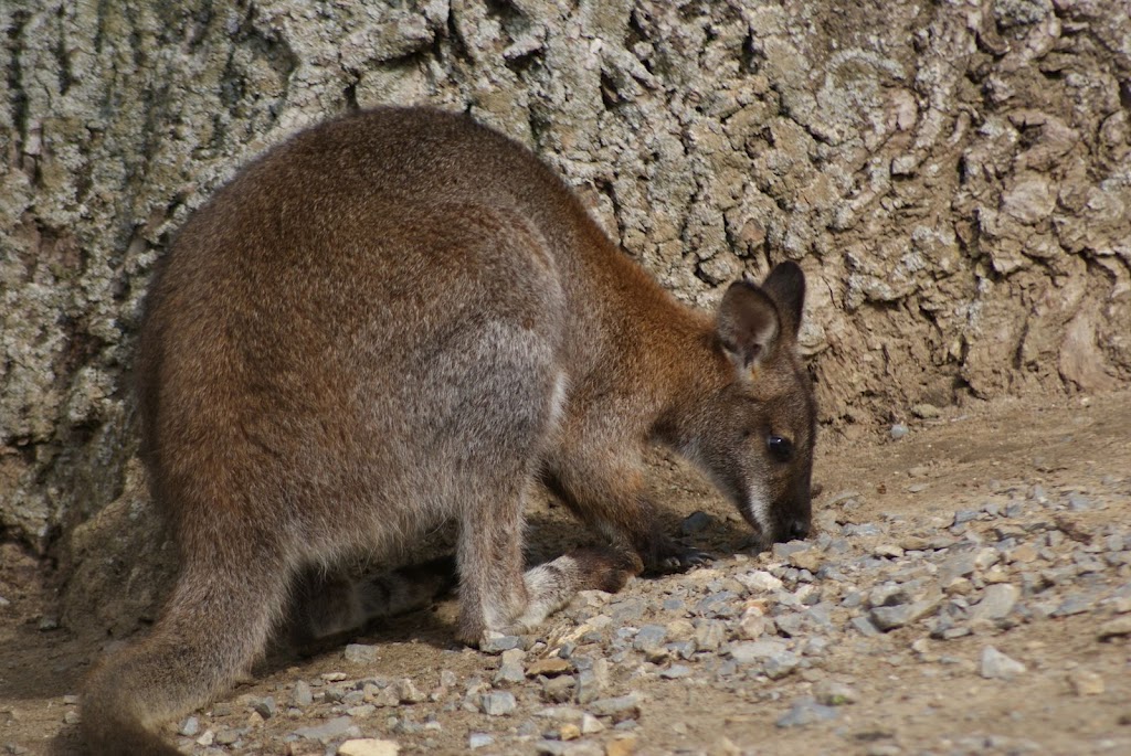 Zoo de Maubeuge 29 Août 2010 (27)