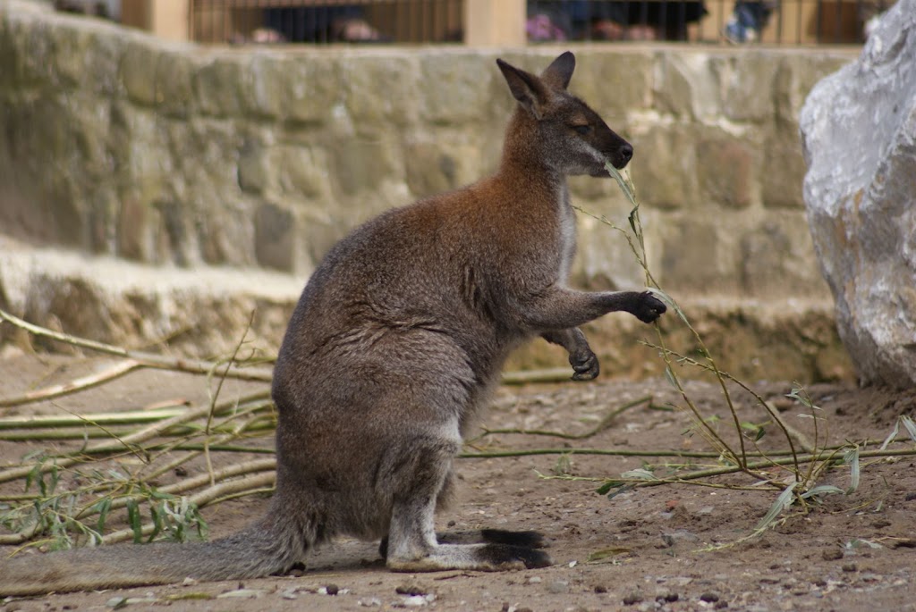 Zoo de Maubeuge 29 Août 2010 (28)