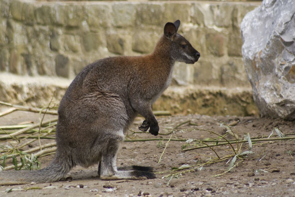 Zoo de Maubeuge 29 Août 2010 (29)