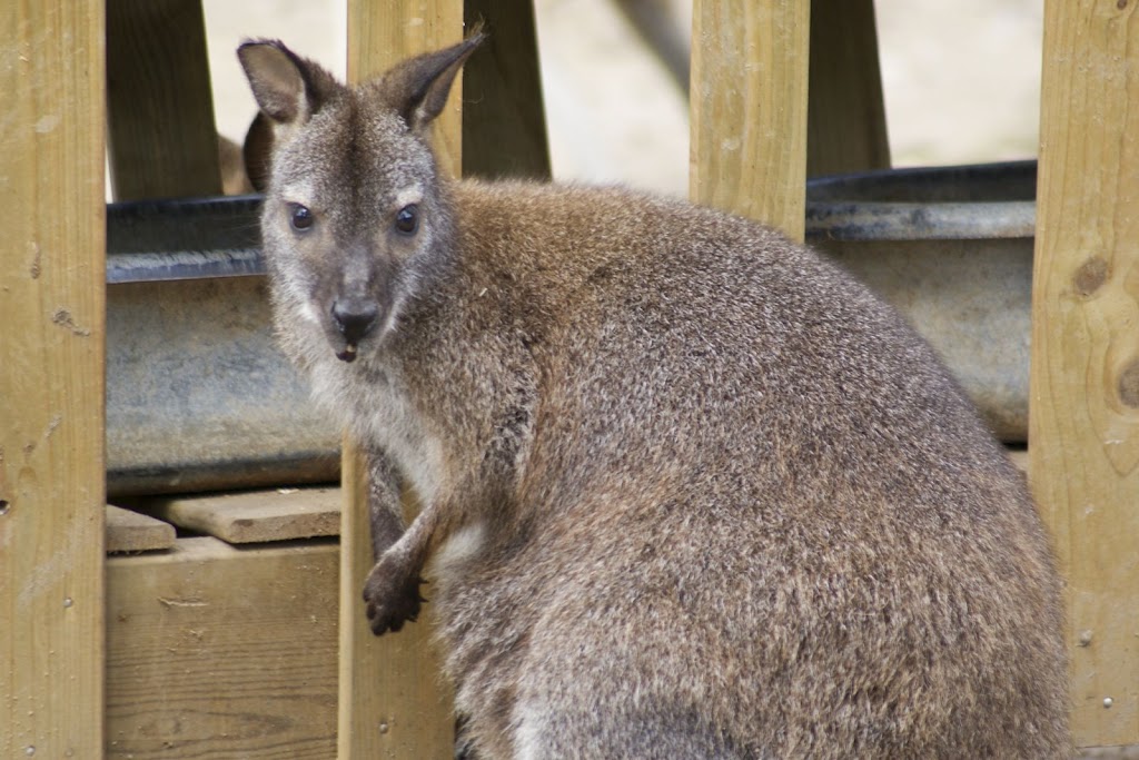 Zoo de Maubeuge 29 Août 2010 (30)