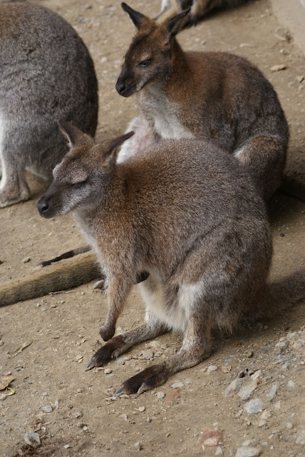 Zoo de Maubeuge 29 Août 2010 (31)