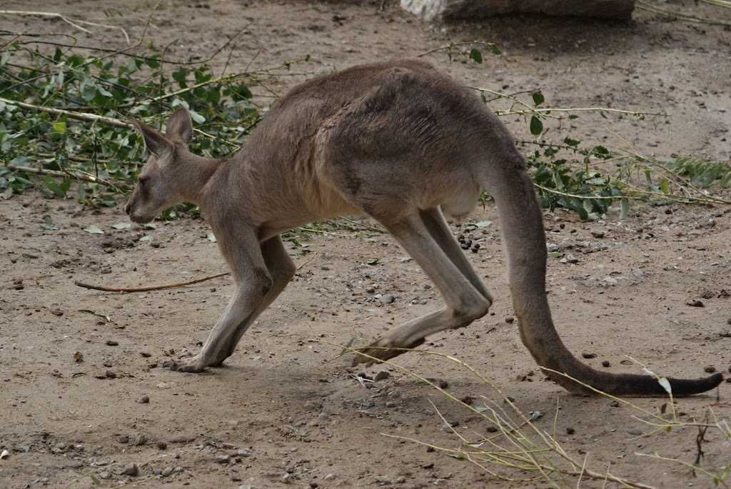 Zoo de Maubeuge 29 Août 2010 (32)