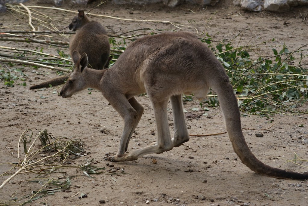 Zoo de Maubeuge 29 Août 2010 (33)
