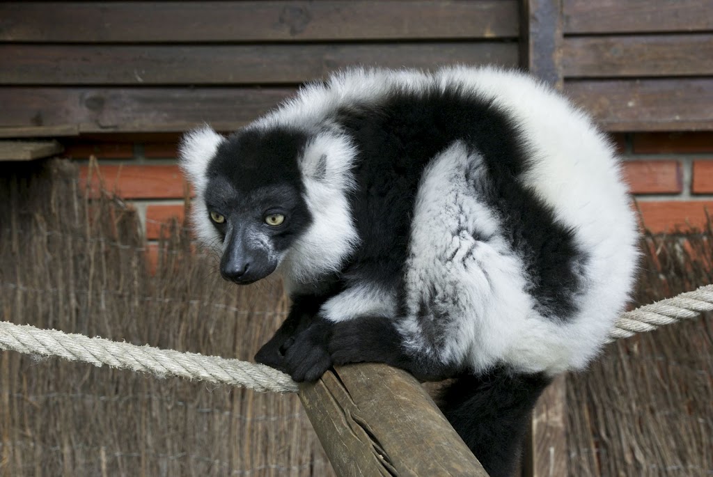 Zoo de Maubeuge 29 Août 2010 (35)