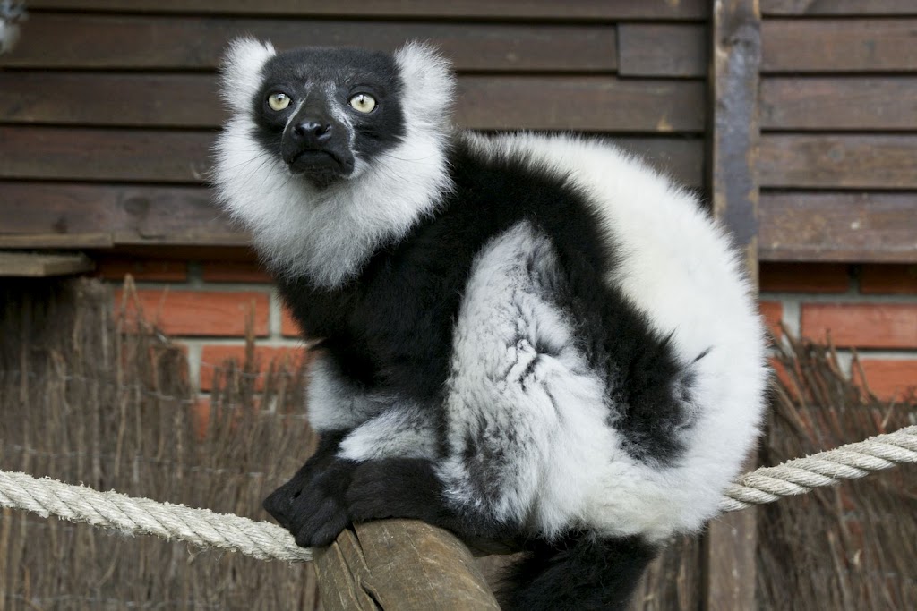 Zoo de Maubeuge 29 Août 2010 (36)
