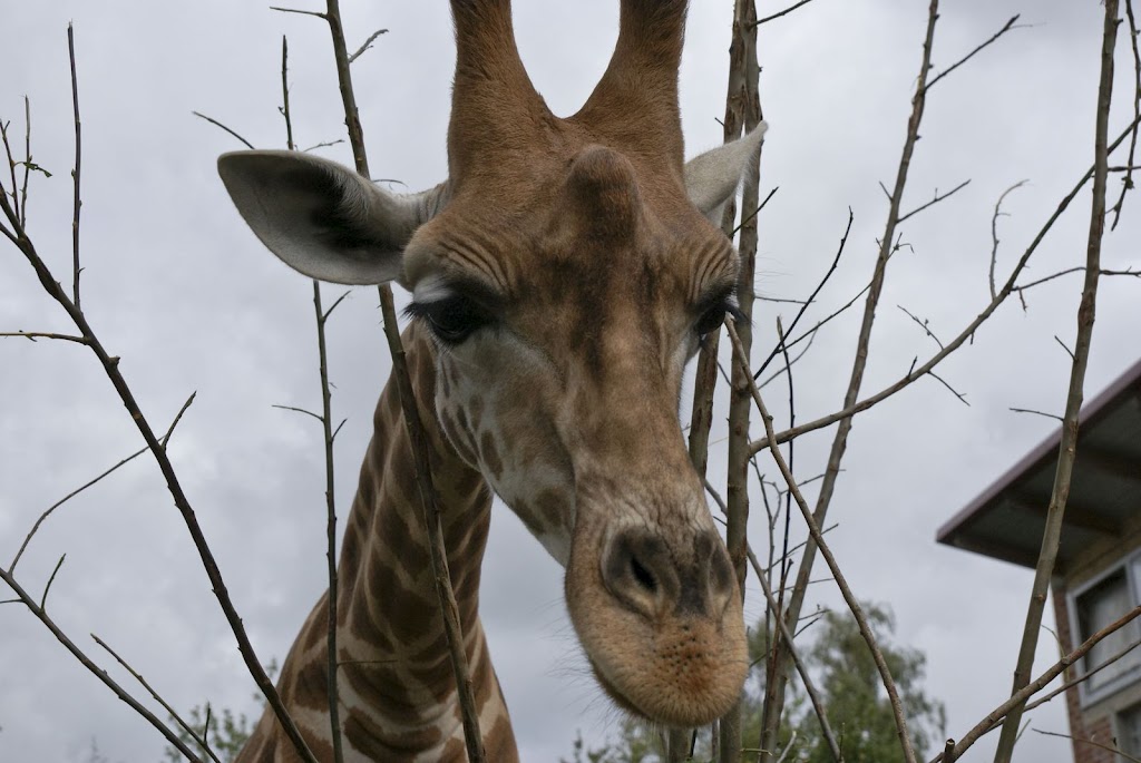 Zoo de Maubeuge 29 Août 2010 (37)
