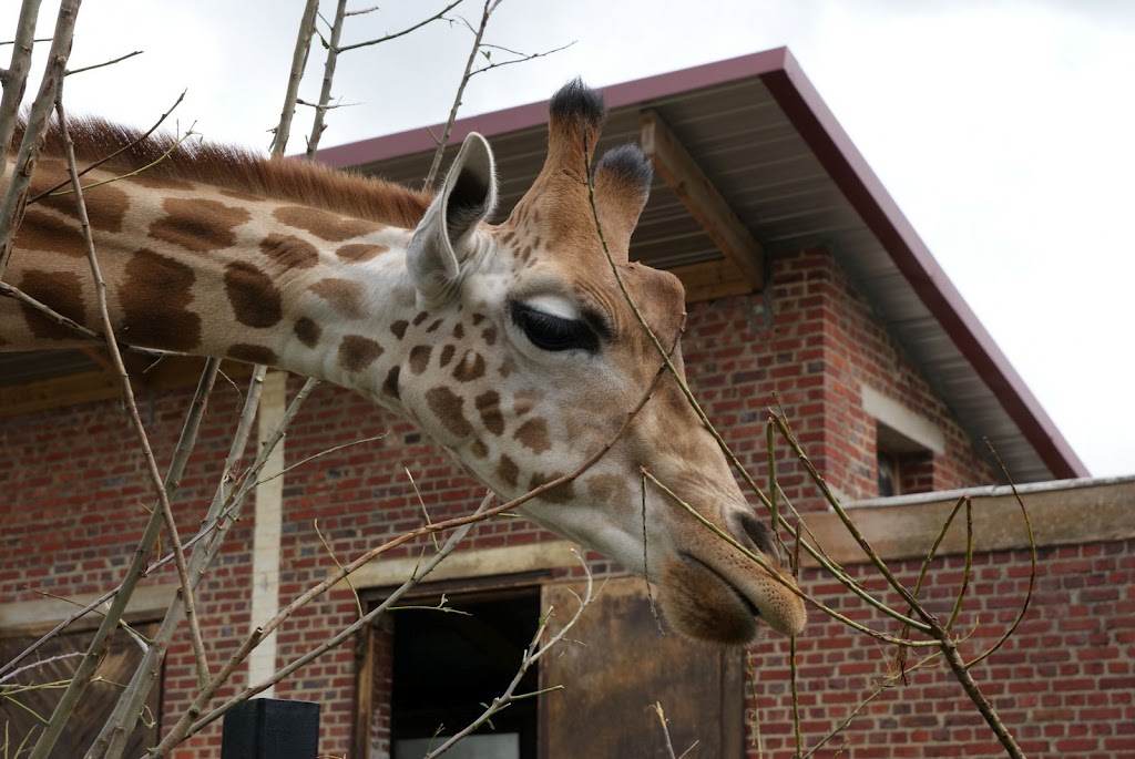 Zoo de Maubeuge 29 Août 2010 (38)