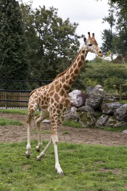 Zoo de Maubeuge 29 Août 2010 (39)