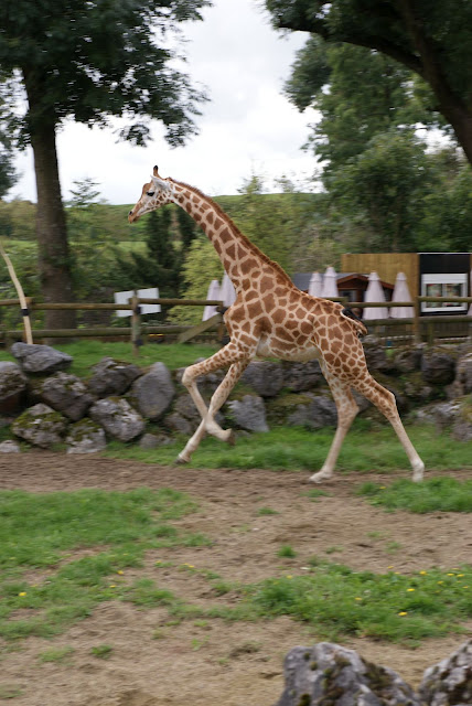 Zoo de Maubeuge 29 Août 2010 (40)
