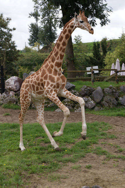 Zoo de Maubeuge 29 Août 2010 (41)