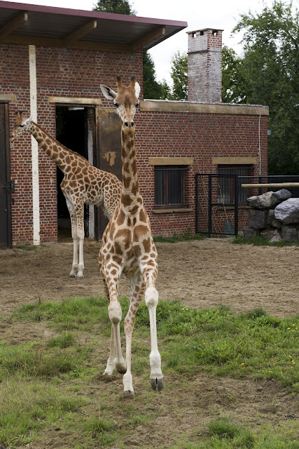 Zoo de Maubeuge 29 Août 2010 (42)