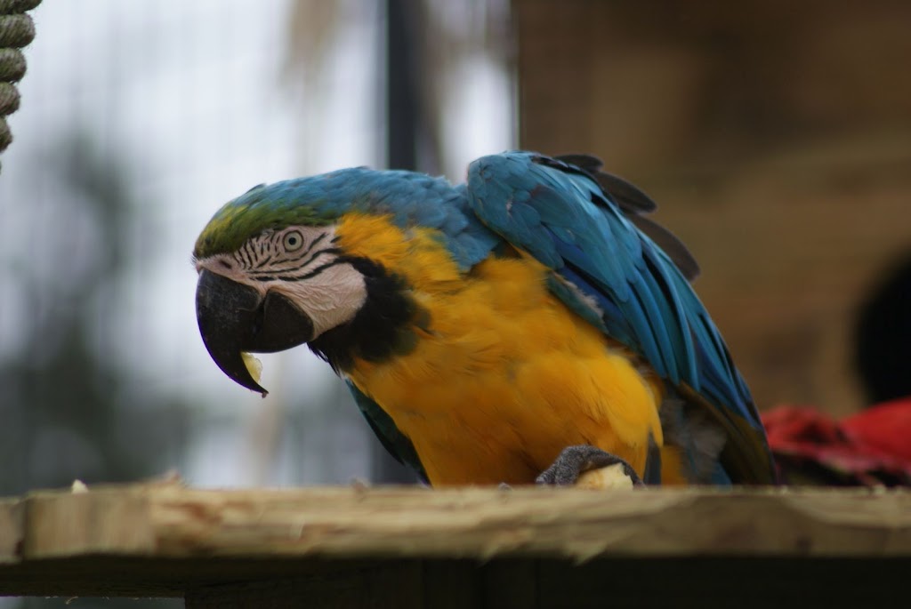 Zoo de Maubeuge 29 Août 2010 (43)