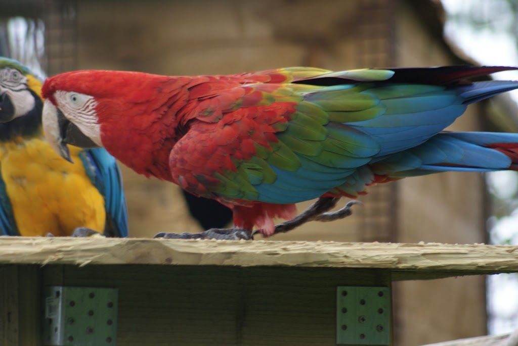 Zoo de Maubeuge 29 Août 2010 (44)