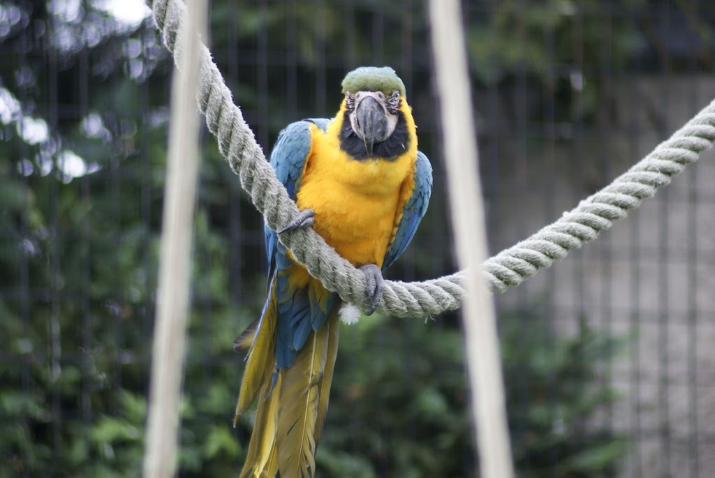 Zoo de Maubeuge 29 Août 2010 (45)
