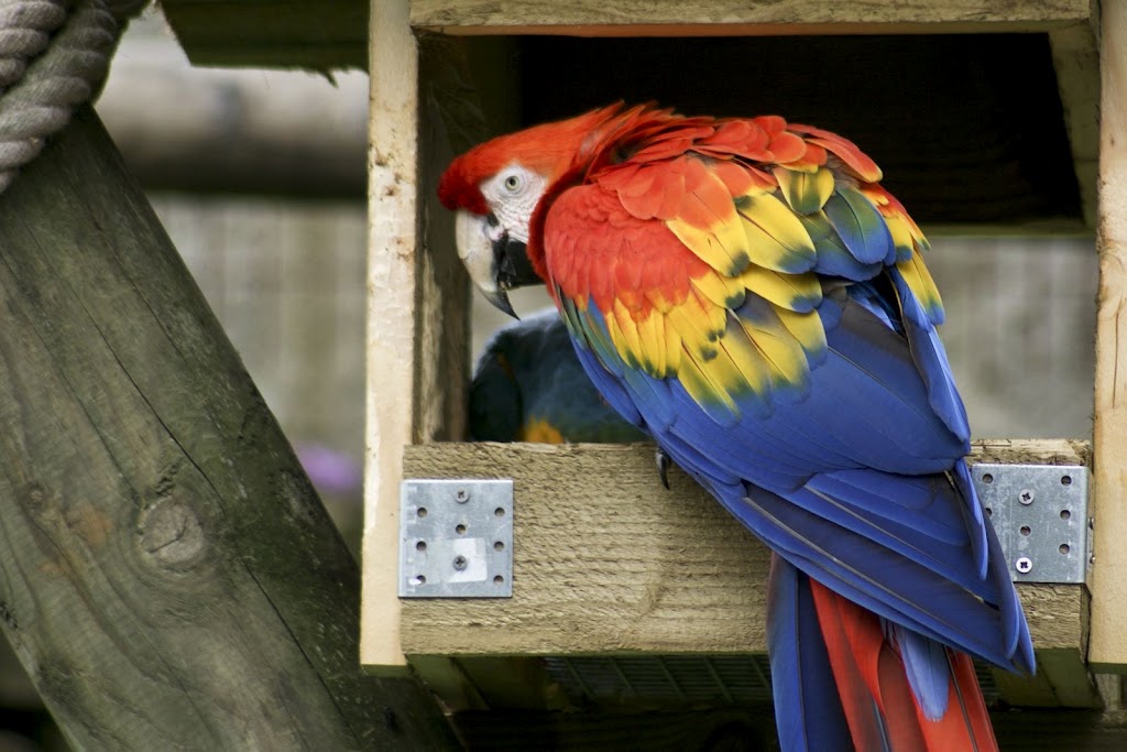Zoo de Maubeuge 29 Août 2010 (46)