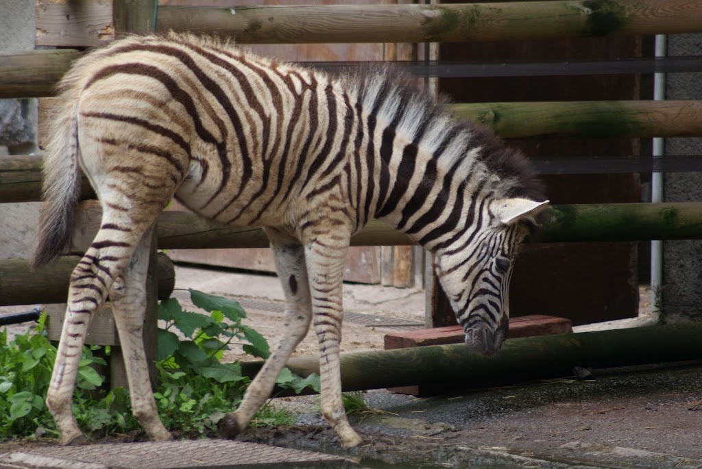 Zoo de Maubeuge 29 Août 2010 (47)