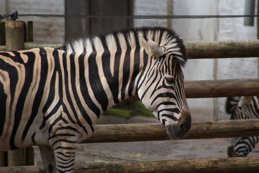 Zoo de Maubeuge 29 Août 2010 (48)